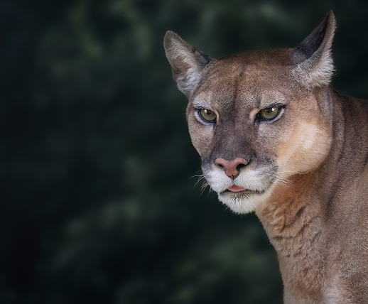 Registro de fauna en las operaciones de EMAS