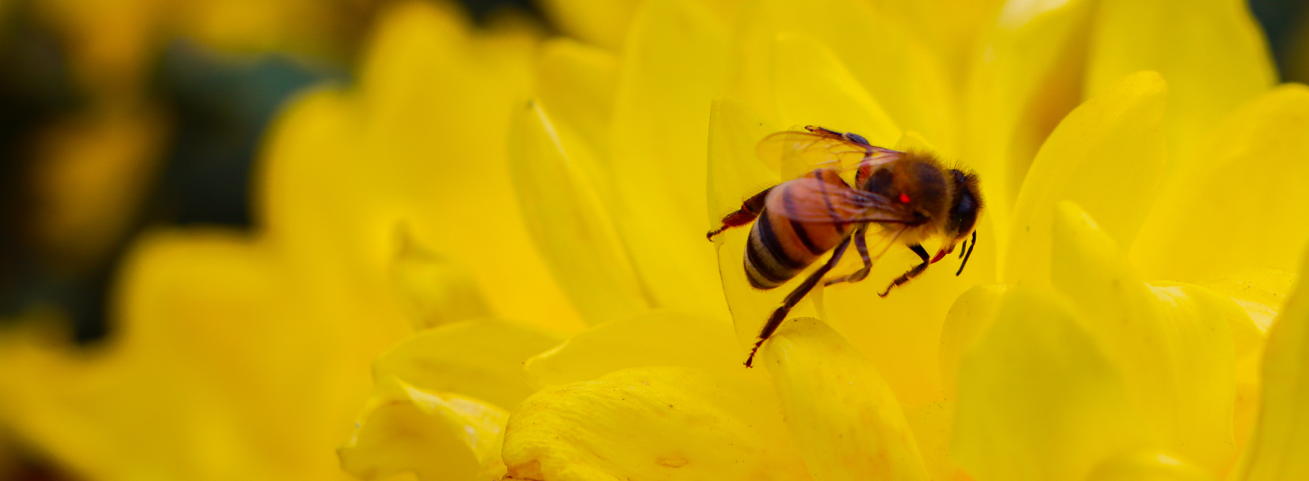 Abeja sobre una flor amarilla