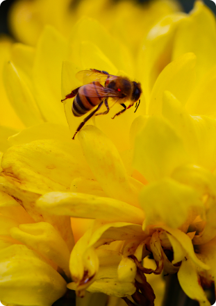 Abeja sobre una flor amarilla en un CIGE