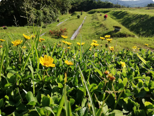 Flores amarillas y vegetación que sirven de hábitat para polinizadores.