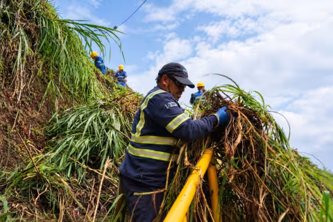 Trabajador con pasto en la mano